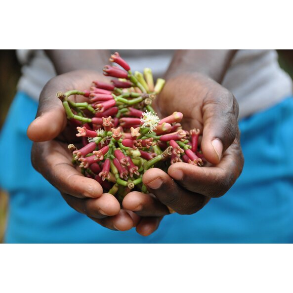 Nelken_Pflanze_Tansania 2.jpg