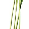 Lemongras bio Raw material image of organic lemongrass